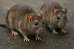 Traitement contre les rats et souris, dératisation à Sierre 3960 Valais